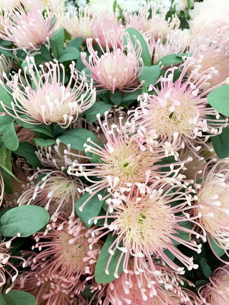 Baby Pink Protea